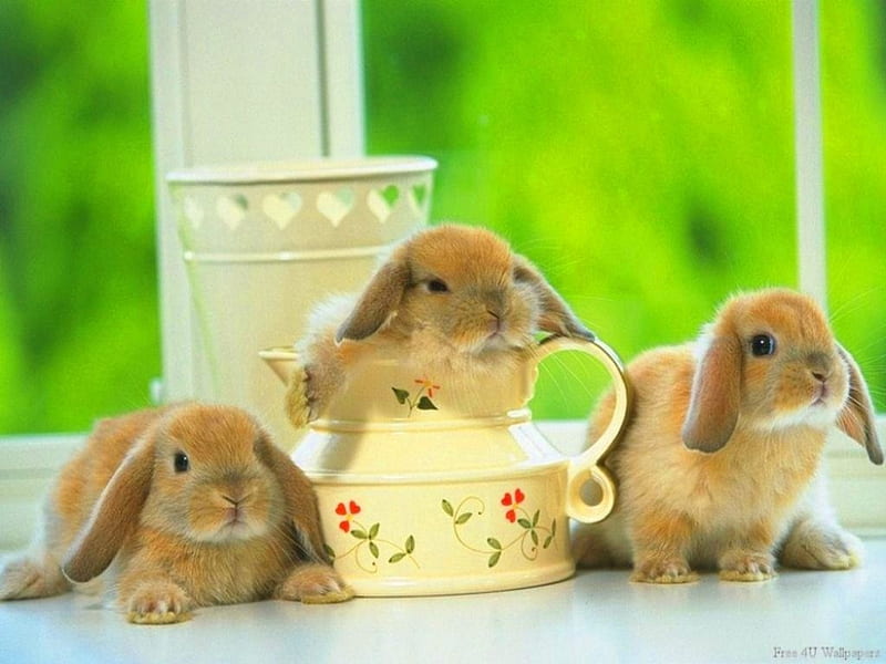 Floppy trio, three, brown, bunnies, floppy ears, HD wallpaper