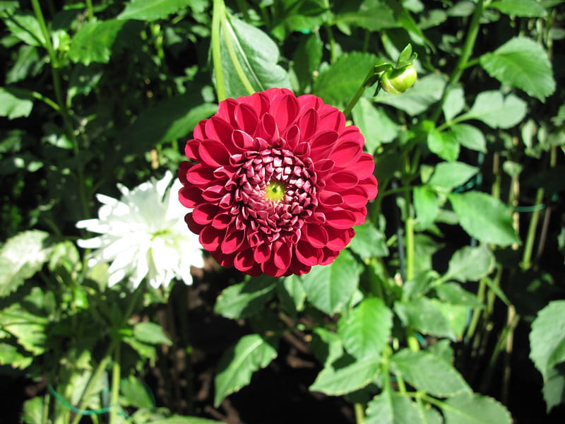 A Fine day at the Garden 40, red, graphy, green, flowers, white, dahlia, HD wallpaper