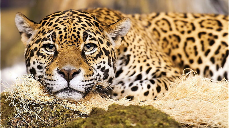 Jaguar Big Cat, endangered, big cat, wild, nature, bonito, jaguar, cat, HD  wallpaper | Peakpx