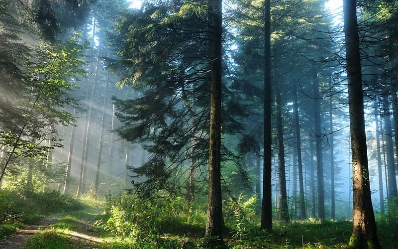 The Thick Forest, thick, forest, trees, sunlight, HD wallpaper