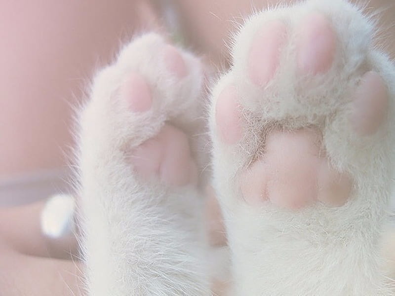 Paws, Pink, Cats, White, Animals, HD wallpaper