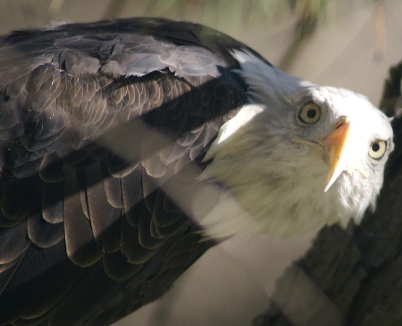 Bald Eagle, carnivore, endagered spieces, national emblem, bird, HD wallpaper