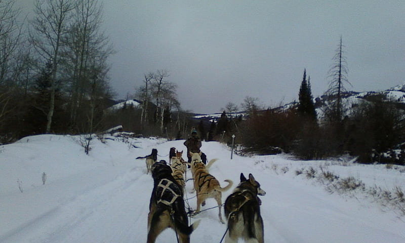 Dogsledding On Day Off, sled, snow, winter, dog, HD wallpaper