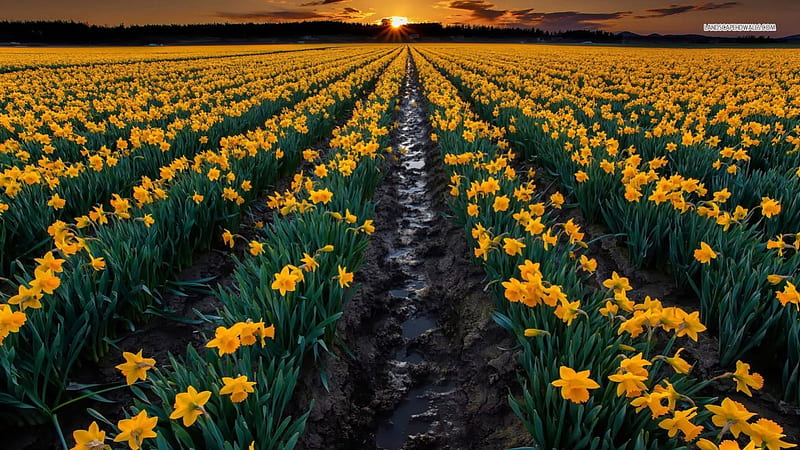 Daffodil Field, sunsets, daffodils, flowers, nature, fields, HD wallpaper