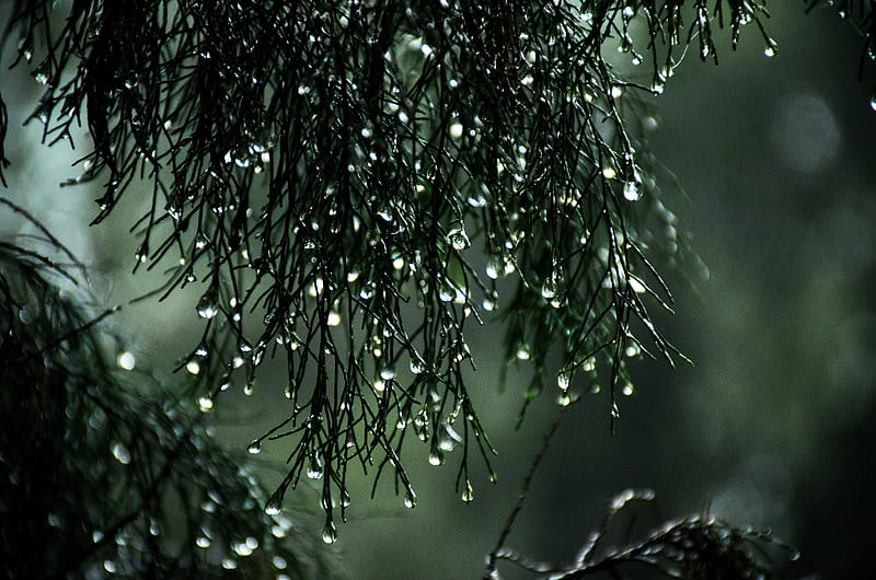 Wet Leaves Raindrops Nature, drops, rain, nature, leaves, HD wallpaper
