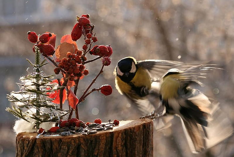 Fighting at Christmas Dinner, nice, two birds, birds food, backyard, red berries, small christmas tree, HD wallpaper