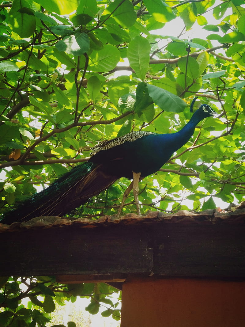 Peacock 2017 Birds Peacocks Hd Phone Wallpaper Peakpx 0460