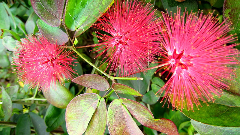 Calliandra haematocephala, deciduous shrub, pompon, red, puff, HD wallpaper
