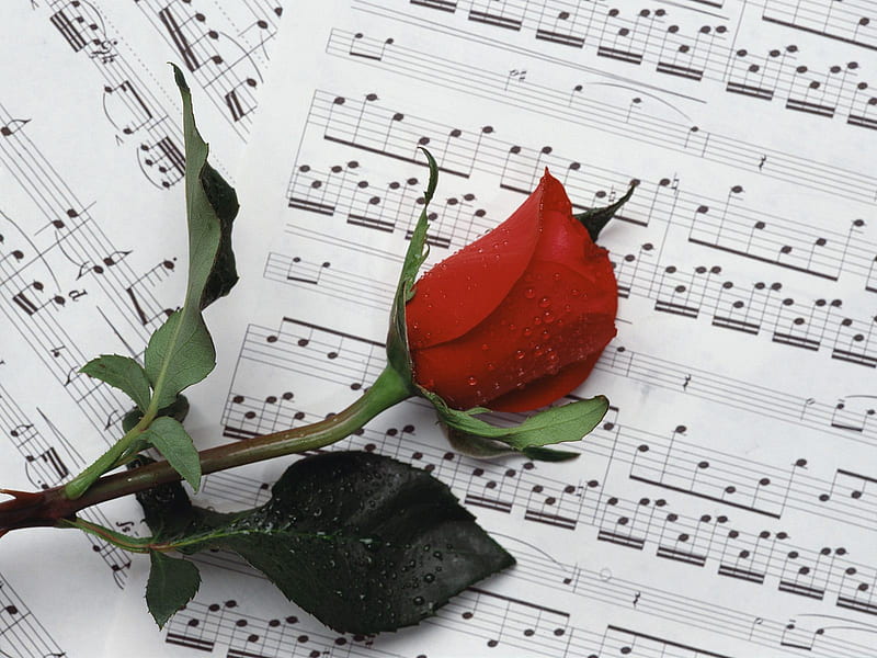 Love song and red rose, wonderful, romantic, feeling, rose, music, melody, notes, love song, red rose, graphy, song, water drops, flower, beauty, HD wallpaper