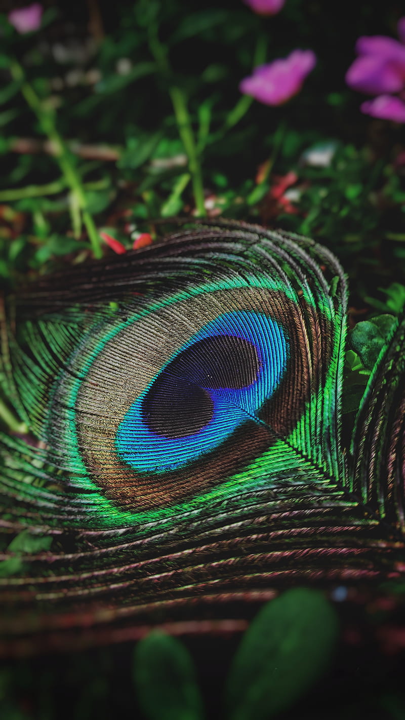 Krishna, feather, peacock, HD phone wallpaper | Peakpx