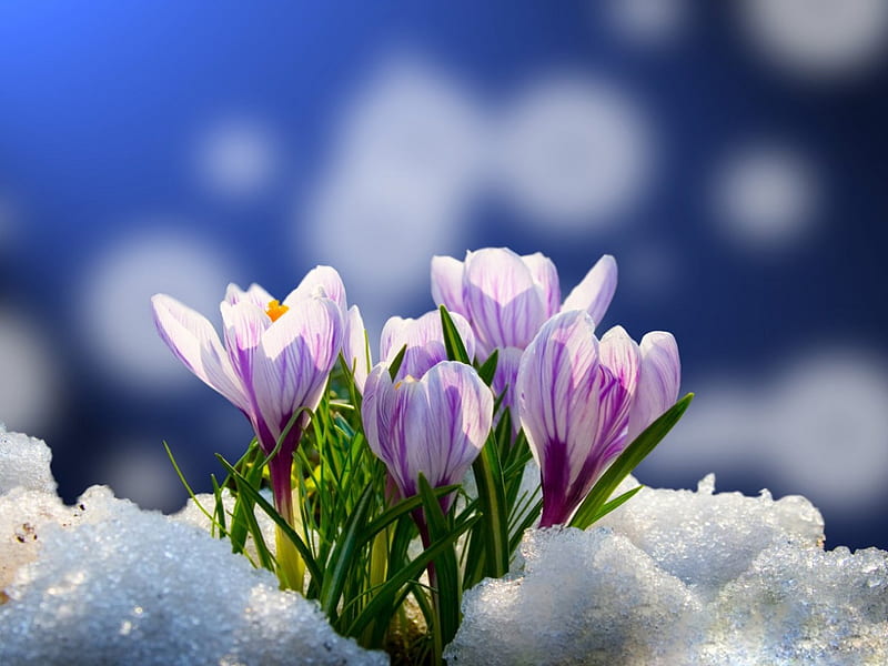 Spring flowers, pretty, lovely, crocuses, early, bonito, spring, delicate, snow, flowers, petals, morning, first, HD wallpaper