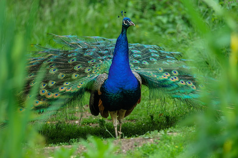 Peacock, green, blue, paun, bird, pasari, HD wallpaper