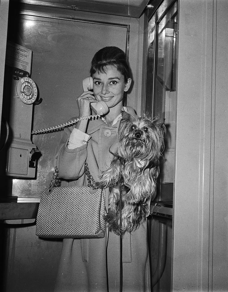 Audrey Hepburn, monochrome, women, actress, dog, phone box, HD phone wallpaper