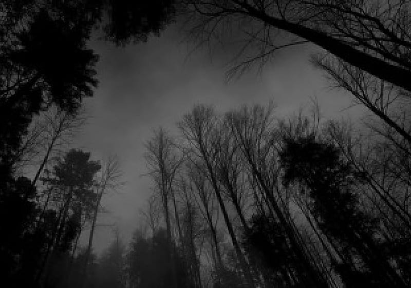 Dark Forest, black, depressive, trees, HD wallpaper