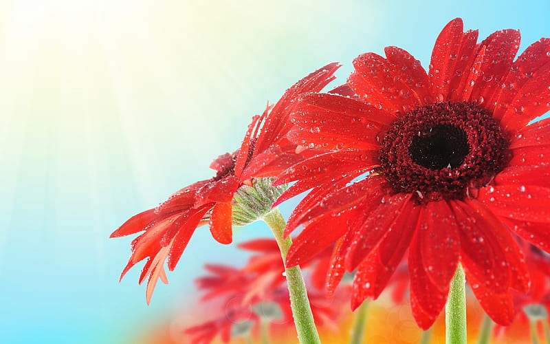 Beautiful Flowers, Drops, Flowers, Gerbera, Petals, HD wallpaper