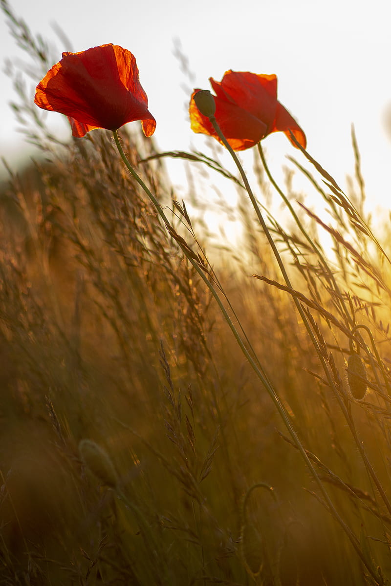 poppy, flower, wildflowers, grass, HD phone wallpaper