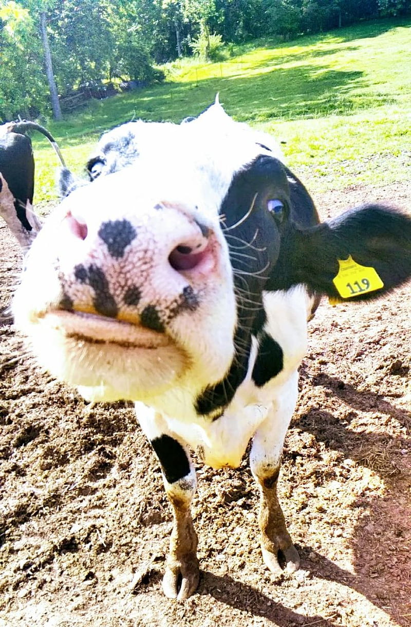 Animals, my sister's cow. Animals, Cute cows, Fluffy cows, Funny Farm Animals, HD phone wallpaper