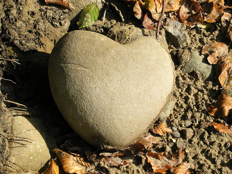Heart of Stone, roots, leaves, stones, stone, rock, mud, nature, natural, HD wallpaper