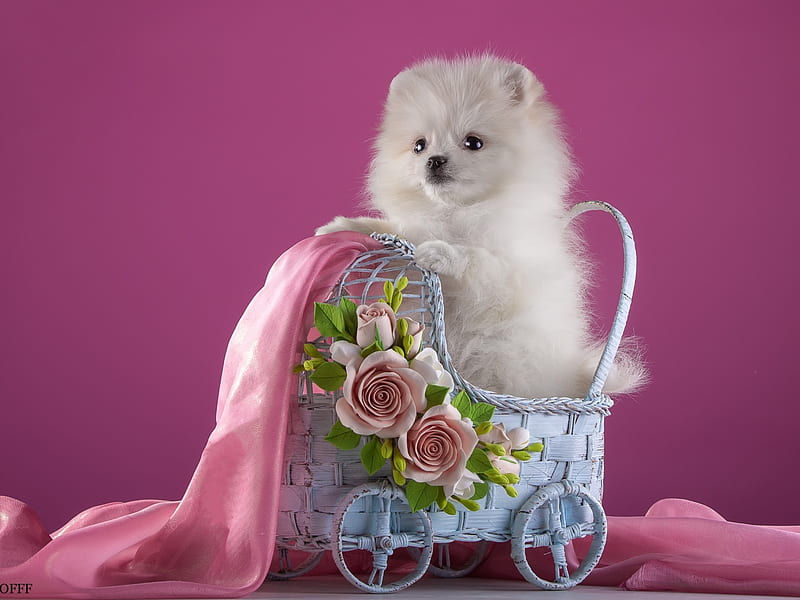 Spitz Puppy, fabric, flowers, white, spitz, stroller, dog, animal, HD wallpaper