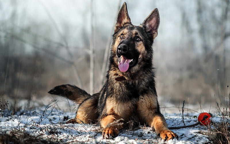 German Shepherd, winter, snow, beautiful dog, pets, dogs, HD wallpaper