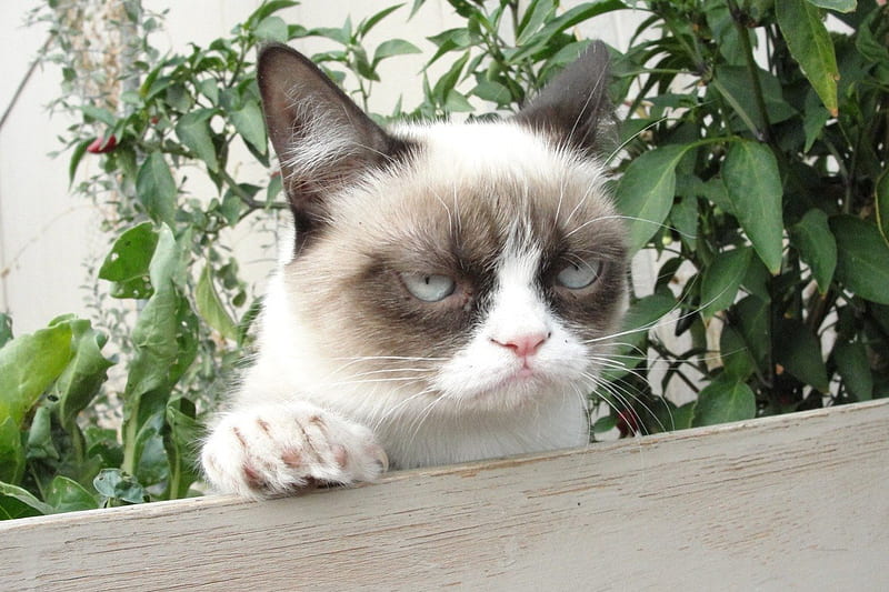 The Grumpy Cat, Grumpy, Feline, Cats, Animals, HD wallpaper