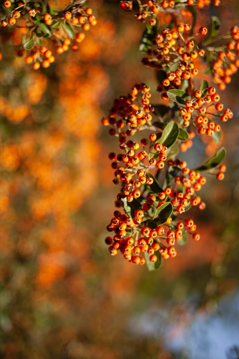 rowan, berries, branch, leaves, orange, macro, HD phone wallpaper