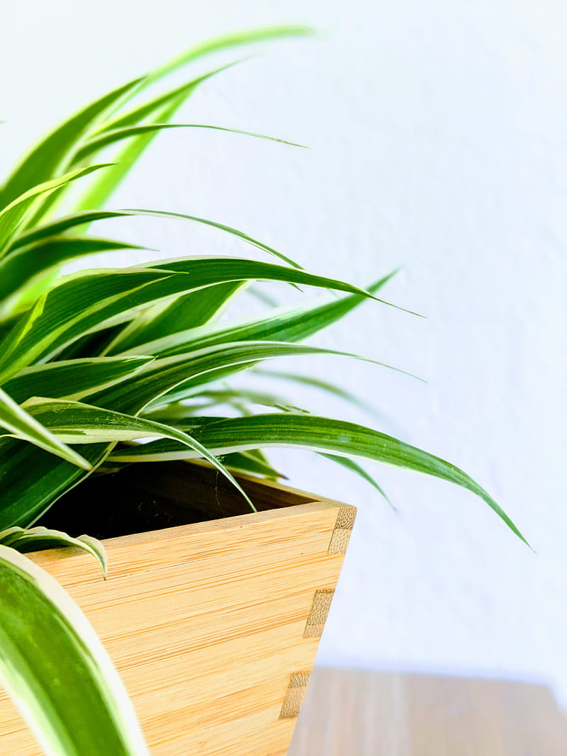 green plant on brown wooden box, HD phone wallpaper
