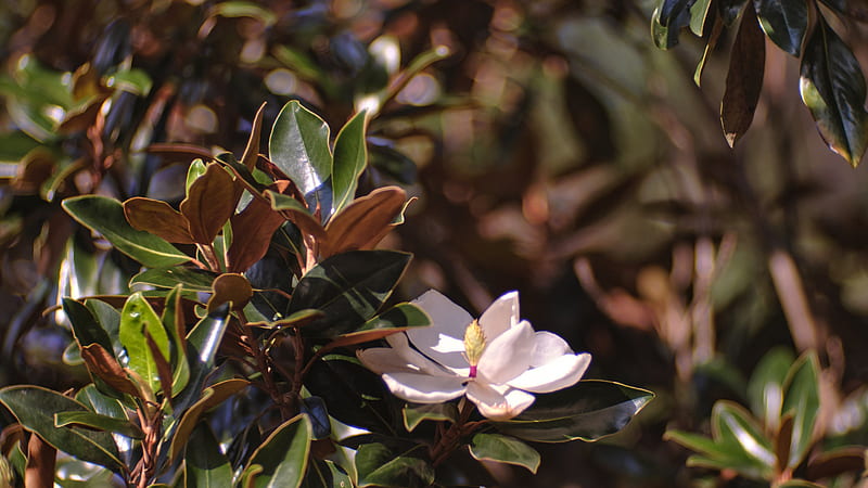 White Magnolia In Tree Branch Leaves Magnolia, HD wallpaper