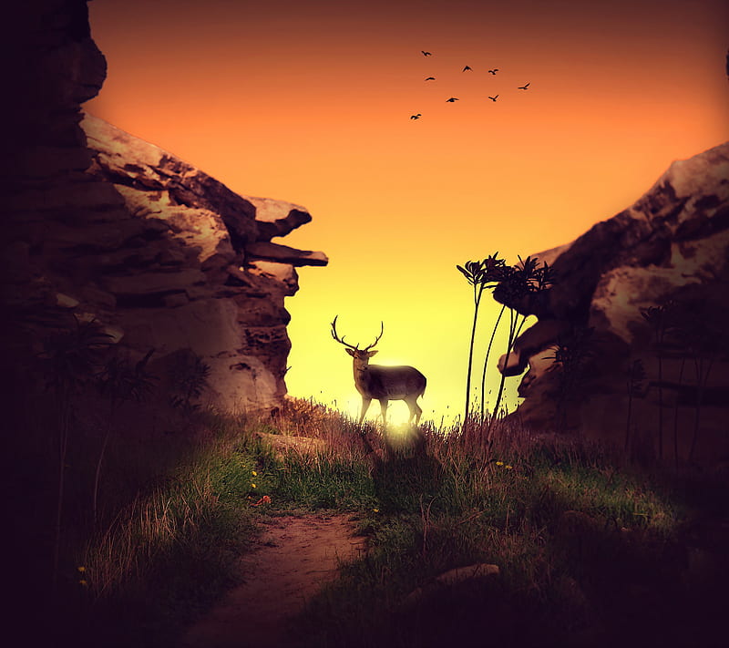 Deer In Sunset, antlers, bull, deer, elk, forest, hunter, morning, sunsets, wild, HD wallpaper