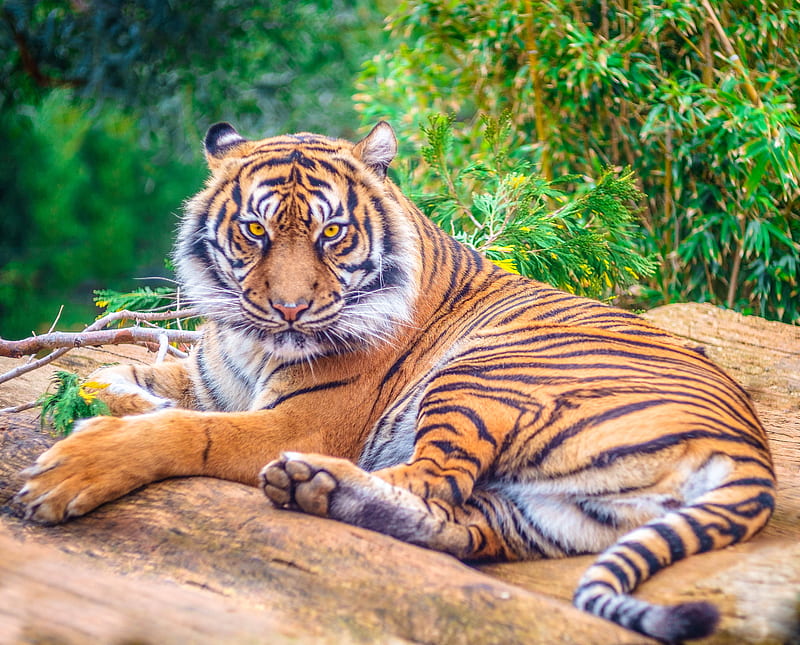Tigerr, tiger, stripe, oranfe, HD wallpaper