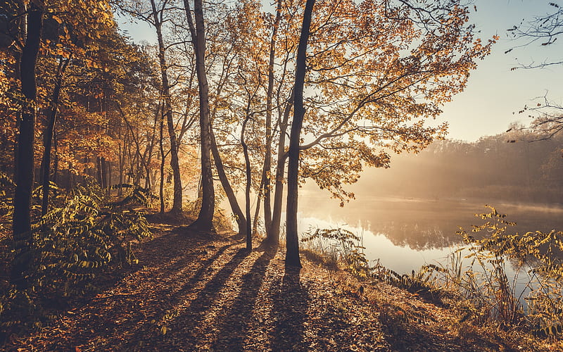 autumn morning, river, fog, yellow trees, autumn landscape, HD wallpaper