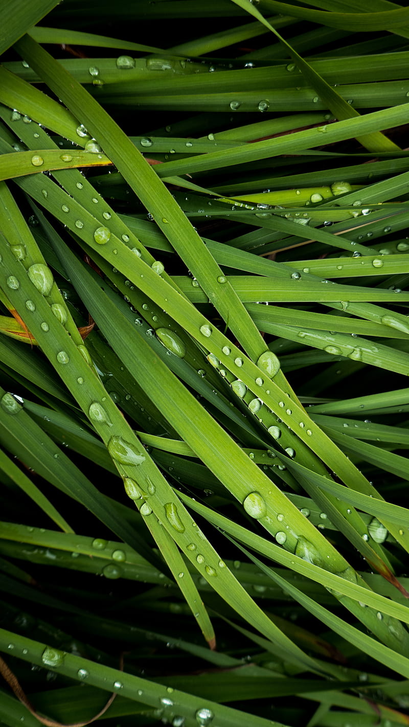 grass, drops, dew, macro, HD phone wallpaper