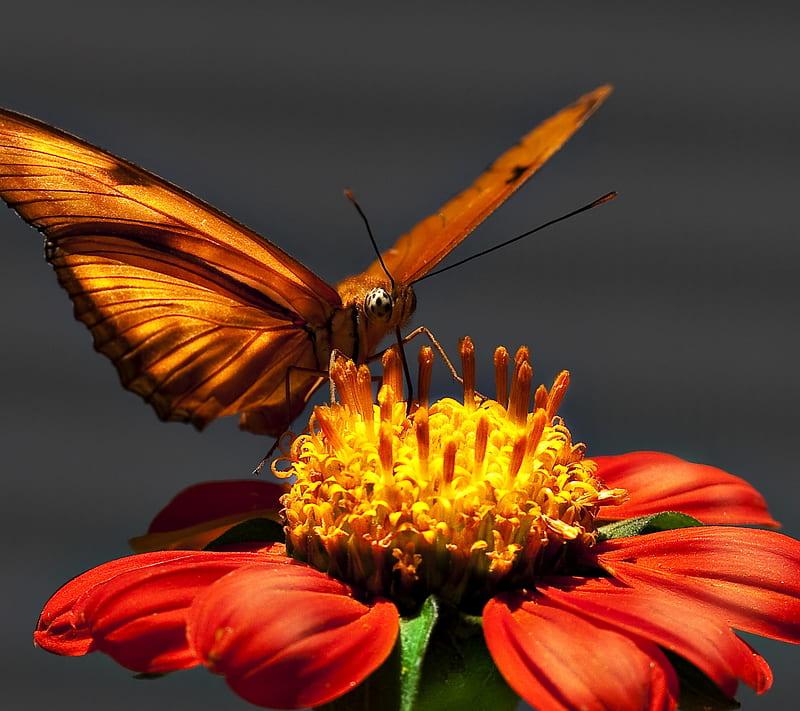 Butterfly, animals, flower, macro, nature, HD wallpaper