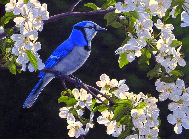 Blue Jay & Apple Blossoms, fence, love four seasons, birds, spring, paintings, flowers, garden, nature, blue jay, animals, HD wallpaper
