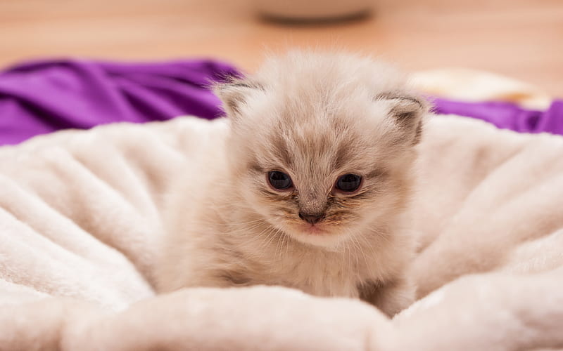 Ragdoll Kitten, cute cat, denectic cat, cute animals, small Ragdoll, cats, ragdoll, pets, Ragdoll Cats, HD wallpaper