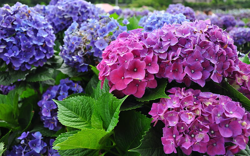 Hydrangea, Purple, Inflorescence, Flowering, HD wallpaper