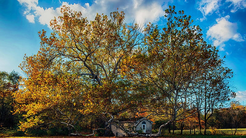 Beautiful Autumn Day Big Old Tree House Ultra . Me, Autumn Morning, HD wallpaper
