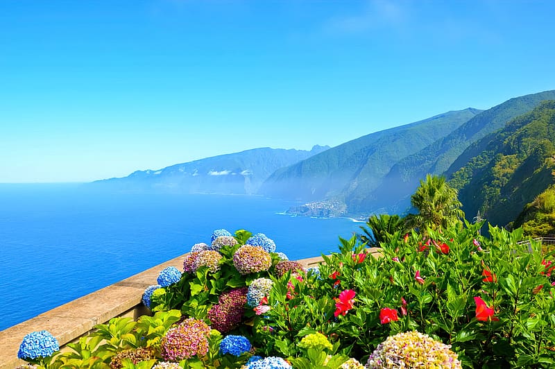 Coastal wildflowers, sea, colorful, island, hortensia, hydrangea, coast, Madeira, pring, summer, wildflowers, Portugal, greenery, view, horizons, sky, ocean, north, HD wallpaper