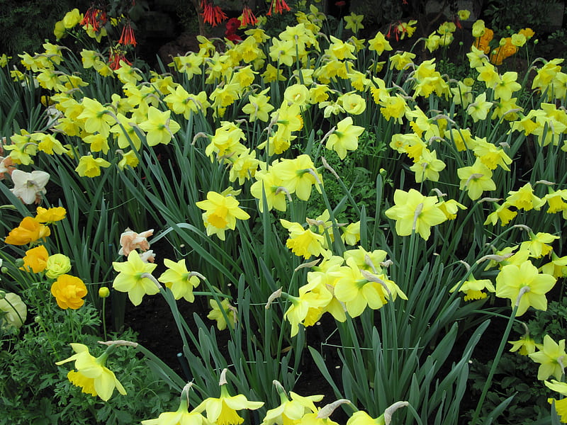 Pyramids Blooms Flowers 08, Daffodils, graphy, green, yellow, garden, Flowers, HD wallpaper