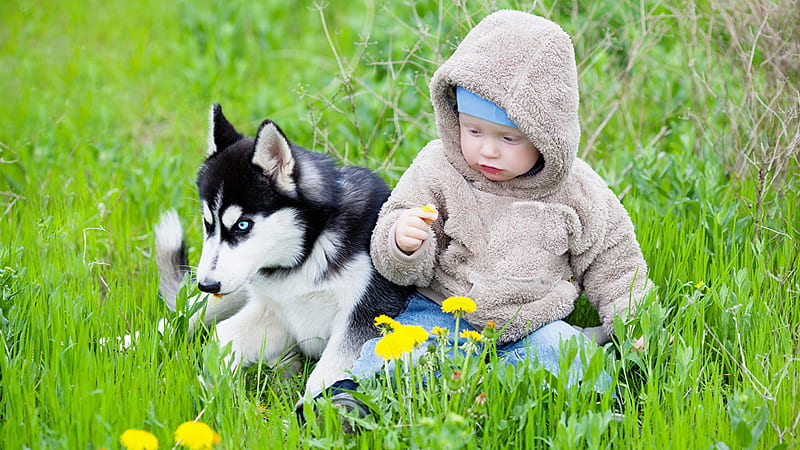 y lindo bebé está sentado sobre la hierba verde cerca de un perro husky con un vestido azul y un abrigo de piel lindo, Fondo de pantalla | Peakpx