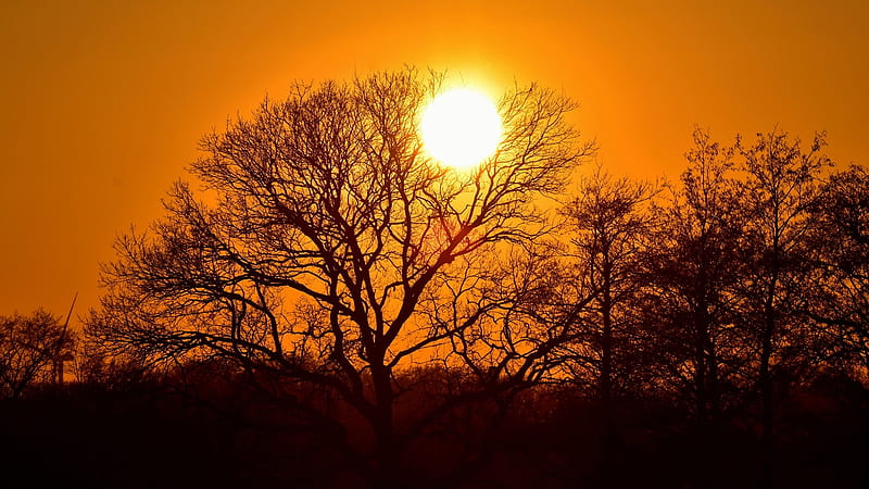 Sunset in Lower Saxony, Germany, colors, tree, sun, landscape, HD wallpaper
