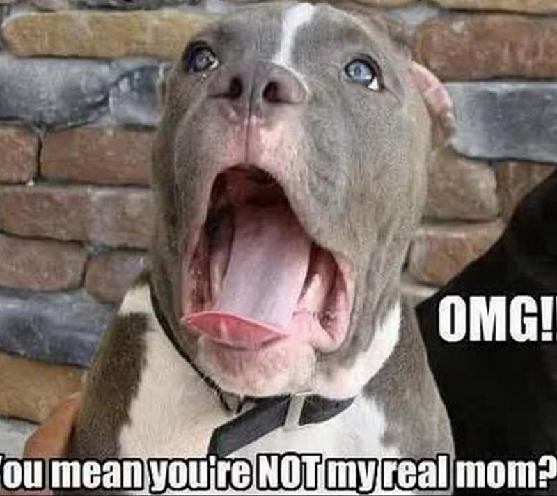 ADOPTED, omg, funny, dog, HD wallpaper