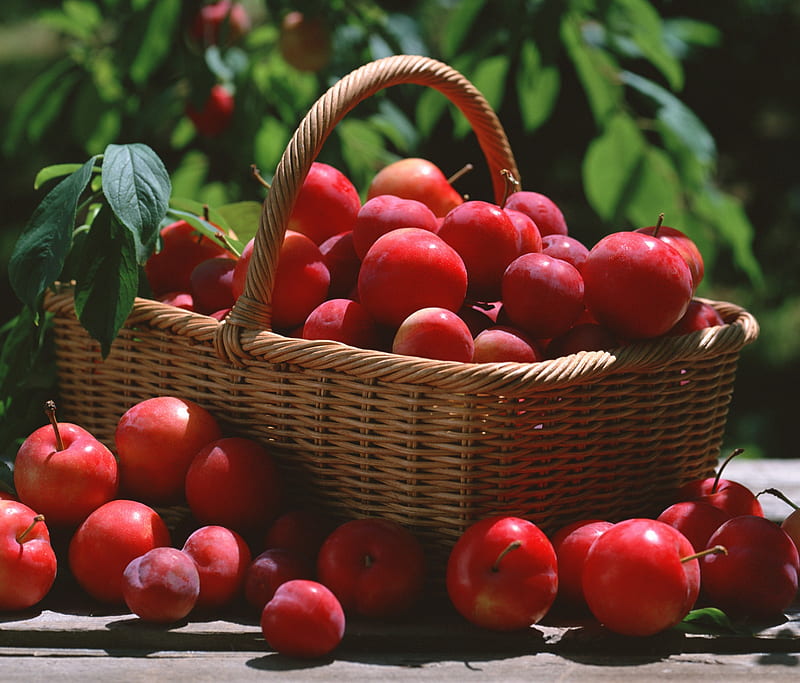 Red Plums, a basket of red plums, fruits, other, HD wallpaper