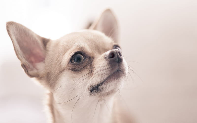 Chihuahua, close-up, dogs, white chihuahua, cute animals, pets, Chihuahua Dog, HD wallpaper