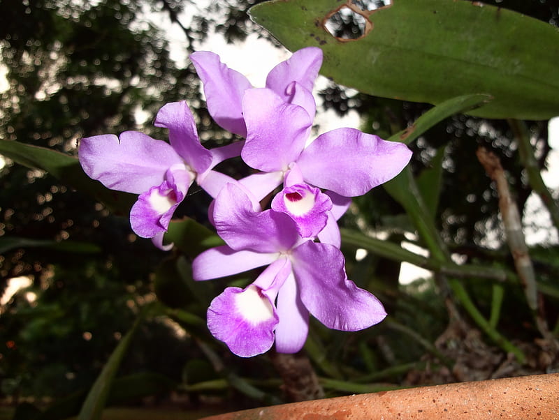 Orquídea guaria morada, orquidea, hermosa, morada, guaria, HD wallpaper