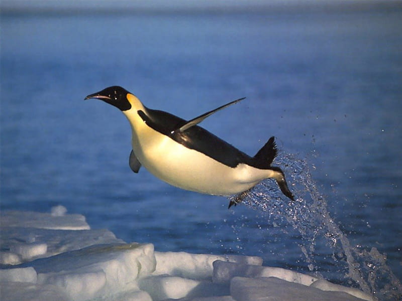 LEAP OF FAITH, oceans, arctic, flight, emperor penguins, ice, penguins, winter, HD wallpaper