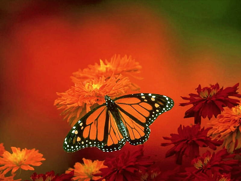 Monarch wings to fly, wings, orange, flowers, black, monarch, HD wallpaper