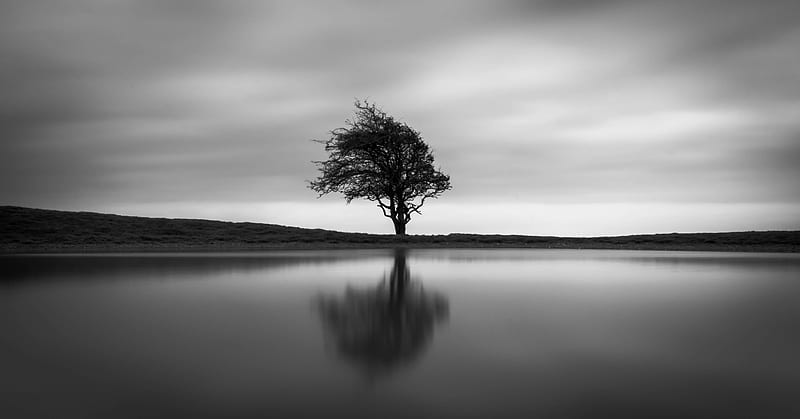 Solo Tree, tree, nature, monochrome, black-and-white, HD wallpaper