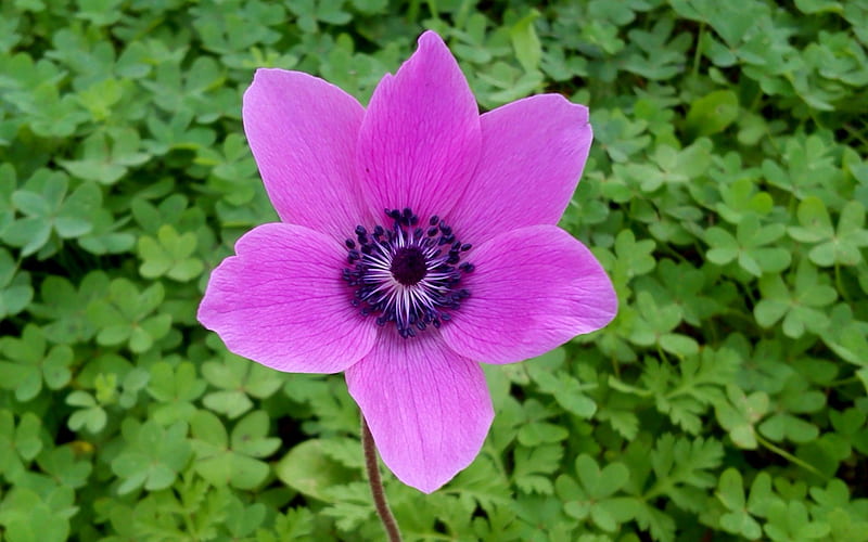 ANEMONE, purple, green, grass, wildflower, flower, pink, HD wallpaper