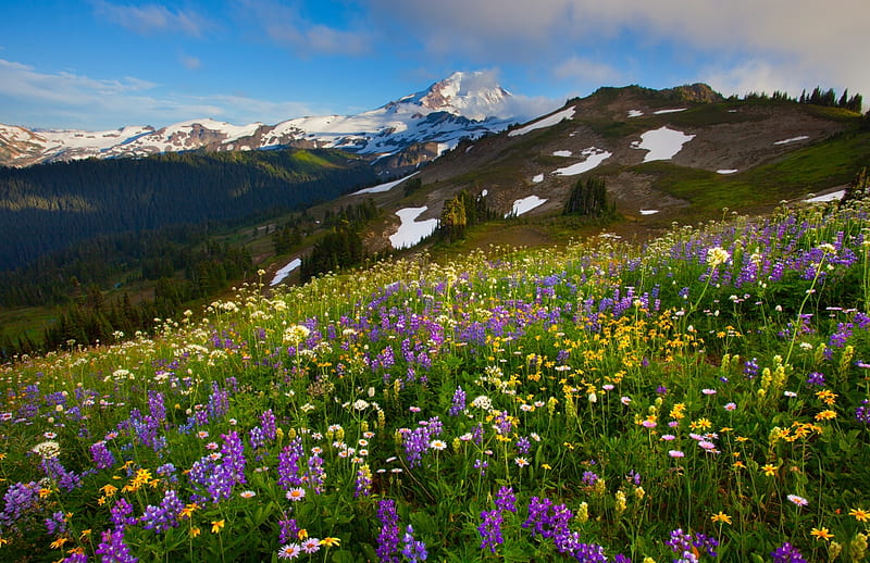 Wildflower Season, snow, mountains, field, wildflowers, trees, HD ...